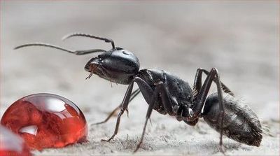 Уничтожение муравьев Чехов
